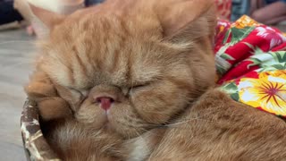 Cute Orange Flat faced cat sleeps in bowl with Hawaiian shirt on in cat cafe in Bangkok, Thailand.