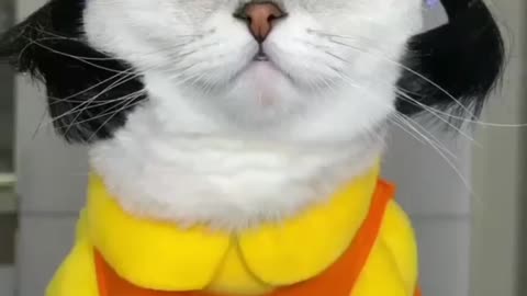 Funny cat