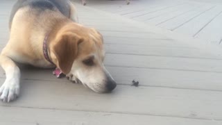 Dog and bumble bee have unlikely friendship