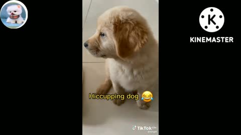 funny dog videos||funny dog||funny dog and cat Videos||funny animal videos|| funny animal pictures