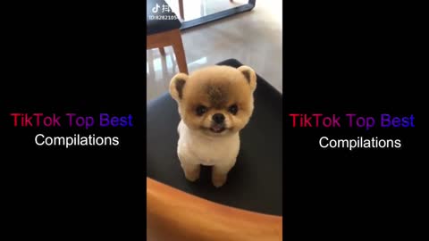 CUTE DOGS DOING FUNNY THINGS p1 💖 SMART DOGS 💖 FUNNY PETS P.1 ✔ TikTok Top Best Compilations