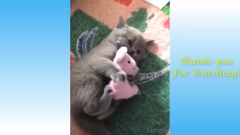 Cute cat don't want to give her toy