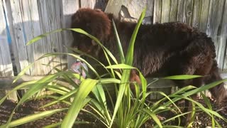 Enorme cachorro intenta esconderse de su dueña