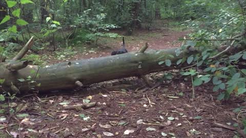 Dachshund athletically jumping over a log in slowmotion