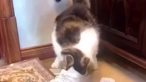 cute little cat with shoes makes you laugh!