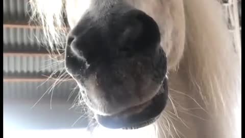 Horse Funny Face Lips Wave