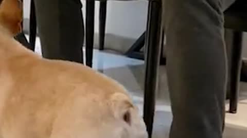 French Bulldog tries to sit on Father's leg ~ Videos Compilation 2021