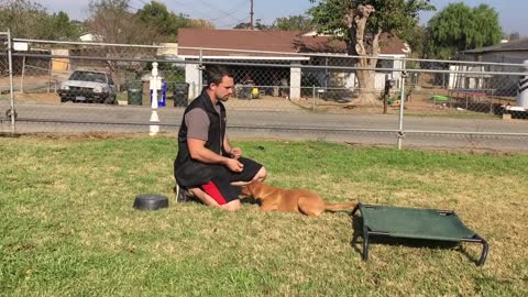 Everything You Need to Know When Training Dog