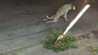 Stray Dog Stunt (wait for it)