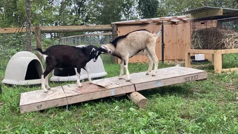 Goat Boys Battling & Showing Off A 08.2021