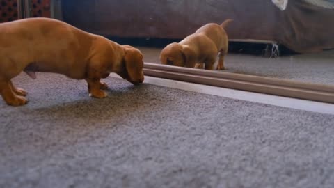 dog cute video ,,,, and see this glass