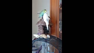 A LOVING PAIR OF BUDGIES