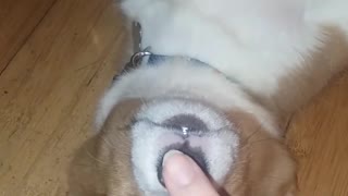 Sleepy puppy gets booped on the nose