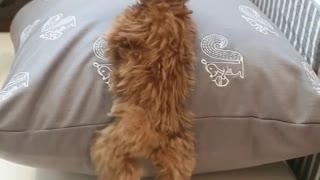 Puppy tries to climb pillow, fails adorably