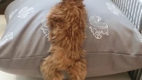 Puppy tries to climb pillow, fails adorably