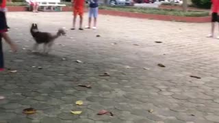 Dog is playing soccer with the kids on park