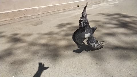 Pigeons wings slow motion
