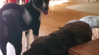 Playtime for Dogs