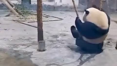 Wow a panda swinging