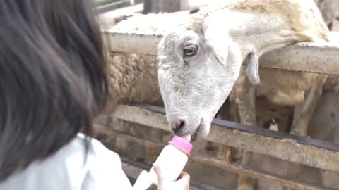 Asian cute child feeding sheep and goat from her hands