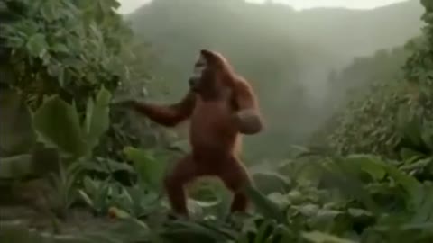 Amazing !! Kingkong dance after eating a magical orange. Kingkong Mabok Jeruk Ajaib