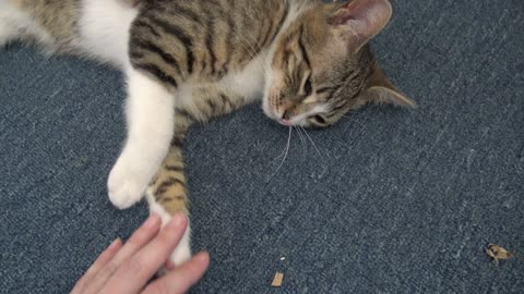 The Cutest Pink Paw Beans