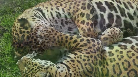 Jaguar, one of the biggest cats in Brazil American continent