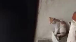 Funny Cat, Very Interesting Cat Funny Video