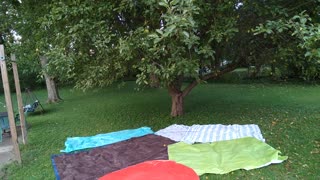 Shaking apples out of the tree