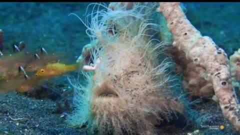This hairy frogfish bite is too fast in a slow motion