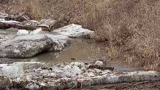 Deer Makes it to River Bank After Ice Breaks Up
