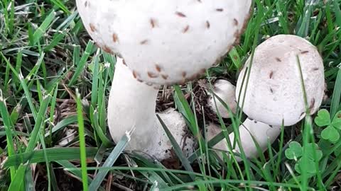 Fungi & Tiny Flies