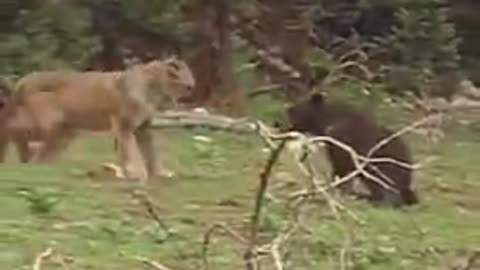 INCREDIBLE! PUMA ATTACKS BEAR AND GETS BAD