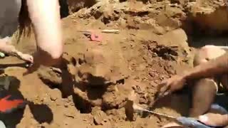 Tourists Find 120,000yo Prehistoric Armadillo At Beach