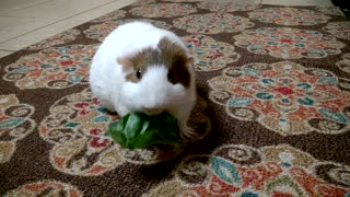 Guinea Pig in the Kitchen