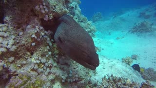 Rescue under water snake got stuck between rocks