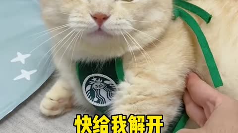 22_38585_爱笑的小年糕_猫：我是不是个专业的演员#抖音动物图鉴 #猫咪成精