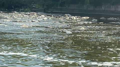 Great White Egret fishing Humber River