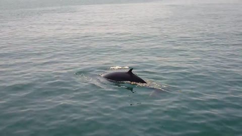 Minke Whale video