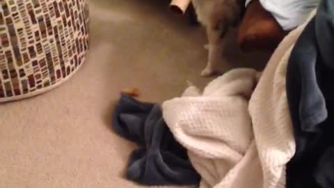 Dog plays with toilet paper roll