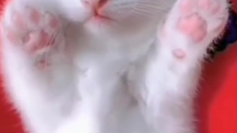 White kitten, pink paws, so cute