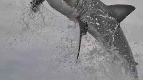 Real Megalodon Shark 🦈 #shorts #megalodon