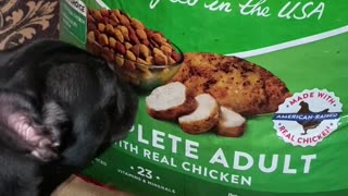 Doggo Finds Food Bag Appetizing