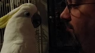 Cockatoo Growls Like a Dog