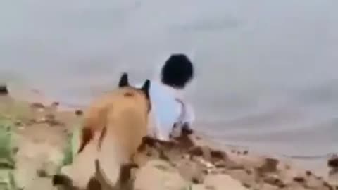 A dog saving girl