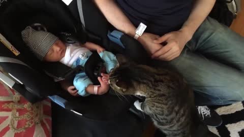 Cat meeting baby for the first time