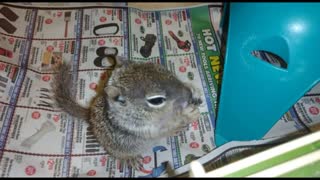 Hope the Baby Rock Squirrel Growing up in Rehab
