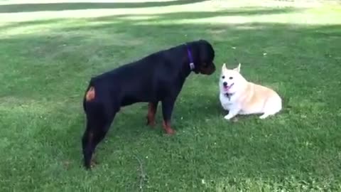 Amazing Fight with two Dogs