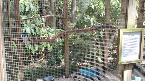 Spencer at Flamingo Gardens parrots VID_20220417_150729