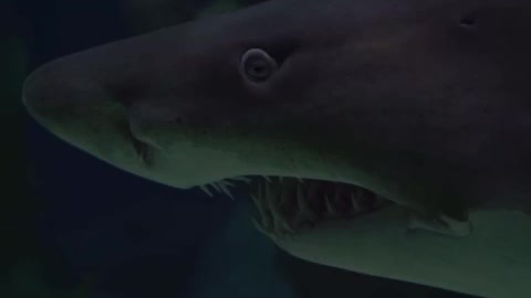 The shark1